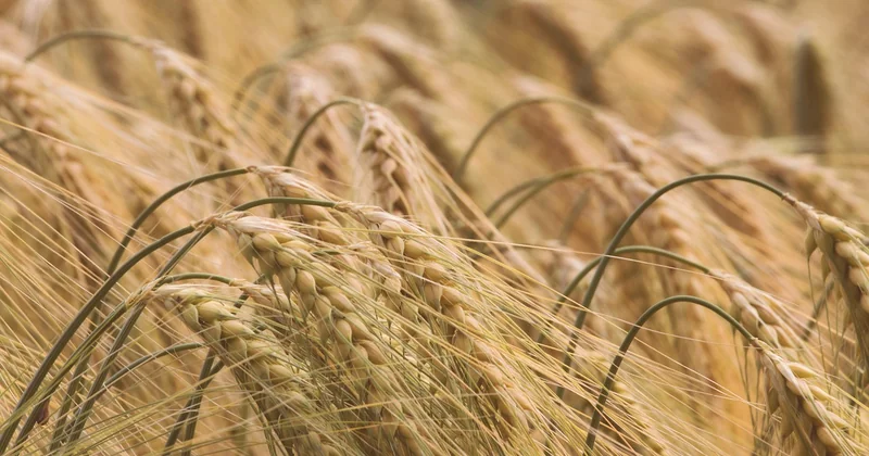 Die besten Aktien mit Zukunft: Kandidaten nach Branchen